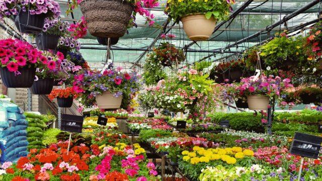 Inside a Greenhouse with flowers for sale.