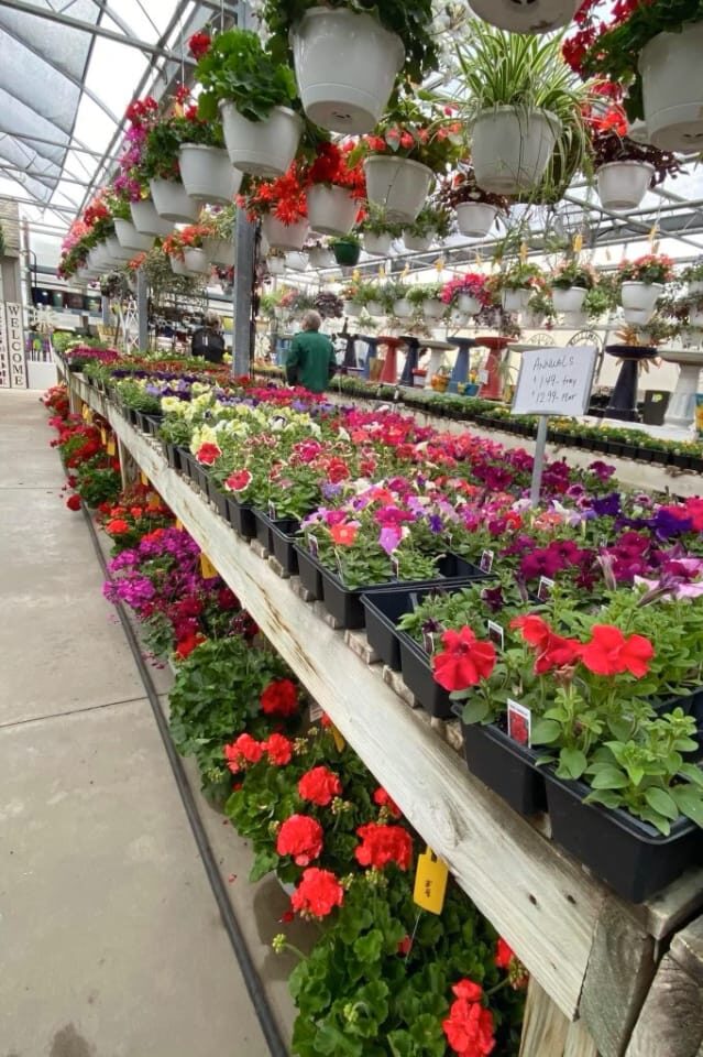 flowers in a Greenhouse.